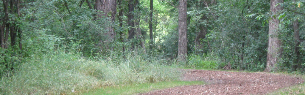 photo of nature in DLSC