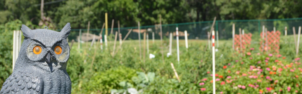 Scarecrow Owl in garden plots