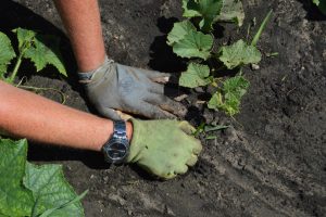 Gardening with gloves on