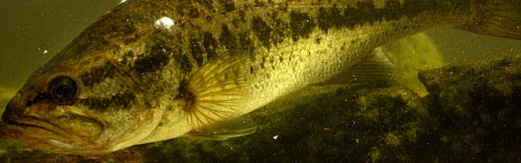 Bass in the water